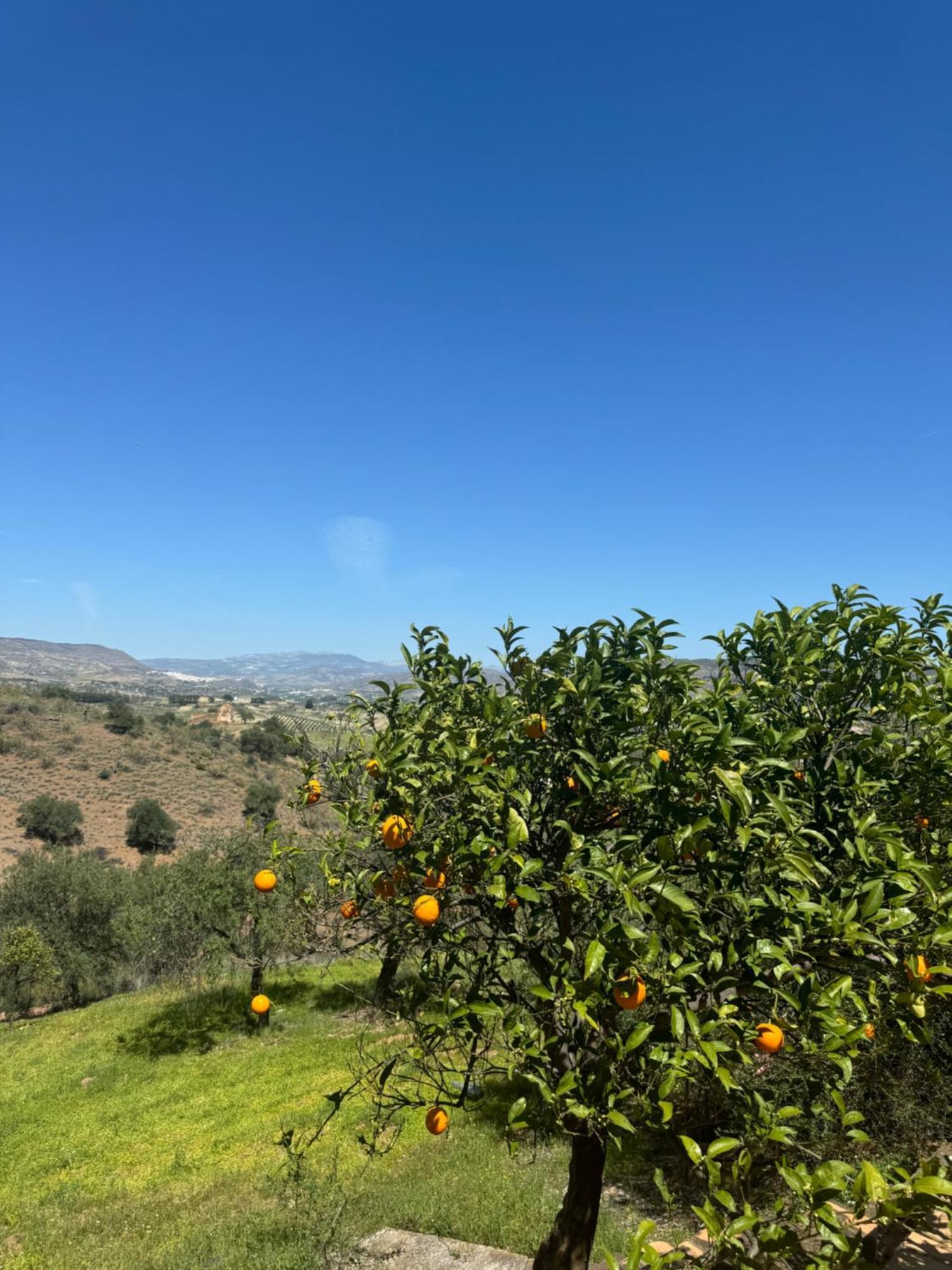 Santa Teresa Bed & Breakfast Andalusien ピサラ エクステリア 写真